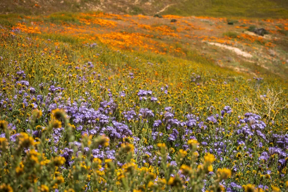 View of purple, orange, and yellow wildflowers on hillside during California superbloom